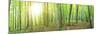 Panorama of a Green Summer Forest-Olegkalina-Mounted Photographic Print