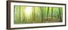 Panorama of a Green Summer Forest-Olegkalina-Framed Photographic Print