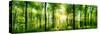 Panorama of a Scenic Forest of Fresh Green Deciduous Trees with the Sun Casting its Rays of Light T-null-Stretched Canvas