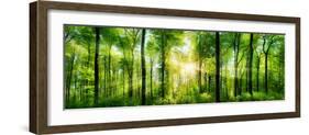 Panorama of a Scenic Forest of Fresh Green Deciduous Trees with the Sun Casting its Rays of Light T-null-Framed Photographic Print