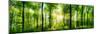 Panorama of a Scenic Forest of Fresh Green Deciduous Trees with the Sun Casting its Rays of Light T-null-Mounted Photographic Print