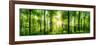 Panorama of a Scenic Forest of Fresh Green Deciduous Trees with the Sun Casting its Rays of Light T-null-Framed Photographic Print