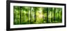 Panorama of a Scenic Forest of Fresh Green Deciduous Trees with the Sun Casting its Rays of Light T-null-Framed Photographic Print