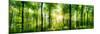 Panorama of a Scenic Forest of Fresh Green Deciduous Trees with the Sun Casting its Rays of Light T-null-Mounted Photographic Print