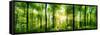 Panorama of a Scenic Forest of Fresh Green Deciduous Trees with the Sun Casting its Rays of Light T-null-Framed Stretched Canvas