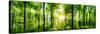 Panorama of a Scenic Forest of Fresh Green Deciduous Trees with the Sun Casting its Rays of Light T-null-Stretched Canvas