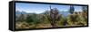 Panorama of Arizona's Desert Cactus.-Anna Miller-Framed Stretched Canvas