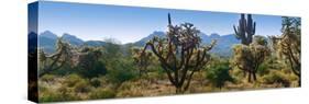 Panorama of Arizona's Desert Cactus.-Anna Miller-Stretched Canvas