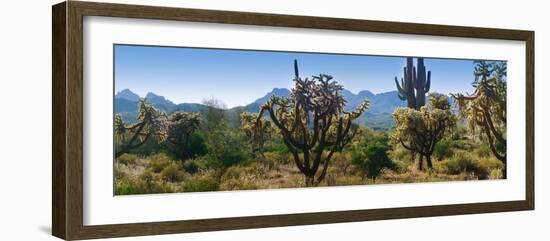 Panorama of Arizona's Desert Cactus.-Anna Miller-Framed Photographic Print