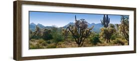 Panorama of Arizona's Desert Cactus.-Anna Miller-Framed Photographic Print