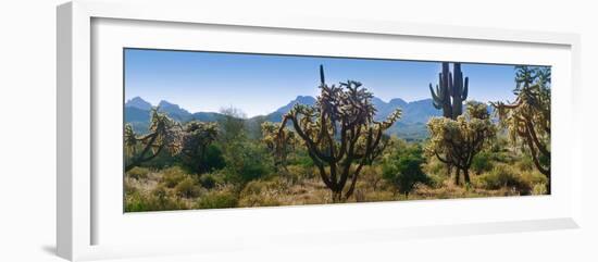 Panorama of Arizona's Desert Cactus.-Anna Miller-Framed Photographic Print