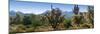 Panorama of Arizona's Desert Cactus.-Anna Miller-Mounted Photographic Print