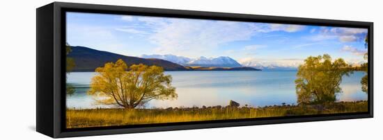 Panorama of Autumn Trees at Lake Tekapo, Canterbury, Southern Lakes, South Island, New Zealand-Matthew Williams-Ellis-Framed Stretched Canvas