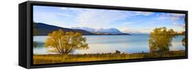 Panorama of Autumn Trees at Lake Tekapo, Canterbury, Southern Lakes, South Island, New Zealand-Matthew Williams-Ellis-Framed Stretched Canvas