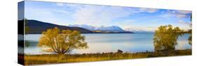 Panorama of Autumn Trees at Lake Tekapo, Canterbury, Southern Lakes, South Island, New Zealand-Matthew Williams-Ellis-Stretched Canvas