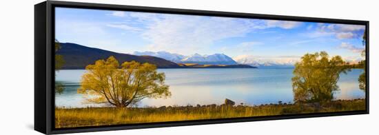 Panorama of Autumn Trees at Lake Tekapo, Canterbury, Southern Lakes, South Island, New Zealand-Matthew Williams-Ellis-Framed Stretched Canvas