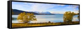 Panorama of Autumn Trees at Lake Tekapo, Canterbury, Southern Lakes, South Island, New Zealand-Matthew Williams-Ellis-Framed Stretched Canvas