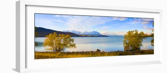 Panorama of Autumn Trees at Lake Tekapo, Canterbury, Southern Lakes, South Island, New Zealand-Matthew Williams-Ellis-Framed Photographic Print