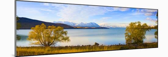 Panorama of Autumn Trees at Lake Tekapo, Canterbury, Southern Lakes, South Island, New Zealand-Matthew Williams-Ellis-Mounted Photographic Print