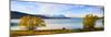 Panorama of Autumn Trees at Lake Tekapo, Canterbury, Southern Lakes, South Island, New Zealand-Matthew Williams-Ellis-Mounted Photographic Print