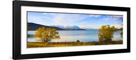 Panorama of Autumn Trees at Lake Tekapo, Canterbury, Southern Lakes, South Island, New Zealand-Matthew Williams-Ellis-Framed Photographic Print