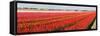 Panorama of Flower Fields-Peter Kirillov-Framed Stretched Canvas