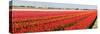 Panorama of Flower Fields-Peter Kirillov-Stretched Canvas