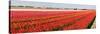 Panorama of Flower Fields-Peter Kirillov-Stretched Canvas