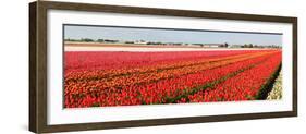 Panorama of Flower Fields-Peter Kirillov-Framed Photographic Print
