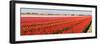 Panorama of Flower Fields-Peter Kirillov-Framed Photographic Print