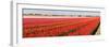 Panorama of Flower Fields-Peter Kirillov-Framed Photographic Print