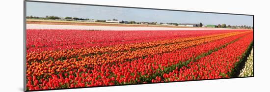 Panorama of Flower Fields-Peter Kirillov-Mounted Photographic Print