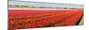 Panorama of Flower Fields-Peter Kirillov-Mounted Photographic Print