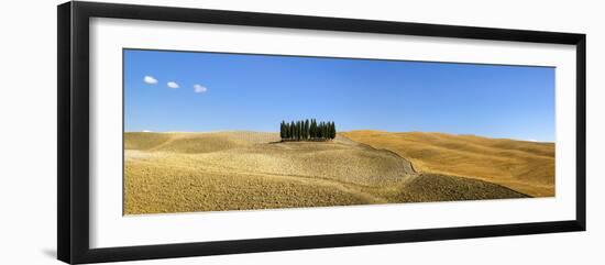 Panorama of group of Cypress trees in the landscape, Val d'Orcia, UNESCO World Heritage Site, Tusca-John Miller-Framed Photographic Print