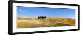 Panorama of group of Cypress trees in the landscape, Val d'Orcia, UNESCO World Heritage Site, Tusca-John Miller-Framed Photographic Print