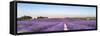 Panorama of Lavender Field at Sunset in Provence, South of France-null-Framed Stretched Canvas