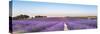 Panorama of Lavender Field at Sunset in Provence, South of France-null-Stretched Canvas