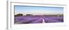 Panorama of Lavender Field at Sunset in Provence, South of France-null-Framed Photographic Print