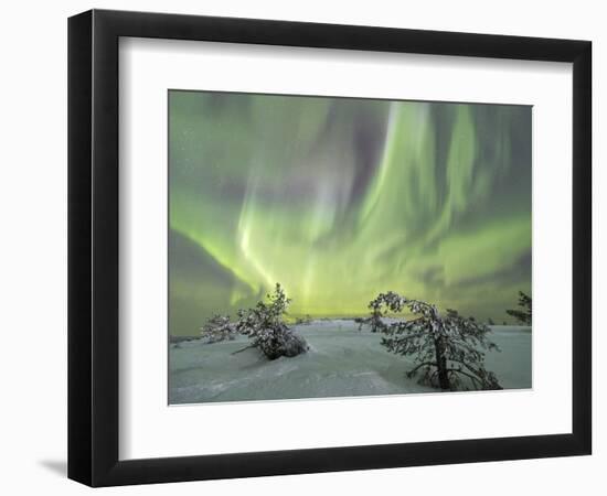 Panorama of snowy woods and frozen trees framed by Northern lights (Aurora Borealis) and stars, Lev-Roberto Moiola-Framed Photographic Print