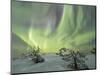 Panorama of snowy woods and frozen trees framed by Northern lights (Aurora Borealis) and stars, Lev-Roberto Moiola-Mounted Photographic Print