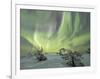 Panorama of snowy woods and frozen trees framed by Northern lights (Aurora Borealis) and stars, Lev-Roberto Moiola-Framed Photographic Print