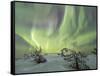 Panorama of snowy woods and frozen trees framed by Northern lights (Aurora Borealis) and stars, Lev-Roberto Moiola-Framed Stretched Canvas