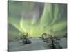 Panorama of snowy woods and frozen trees framed by Northern lights (Aurora Borealis) and stars, Lev-Roberto Moiola-Stretched Canvas