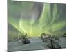 Panorama of snowy woods and frozen trees framed by Northern lights (Aurora Borealis) and stars, Lev-Roberto Moiola-Mounted Photographic Print