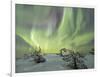 Panorama of snowy woods and frozen trees framed by Northern lights (Aurora Borealis) and stars, Lev-Roberto Moiola-Framed Photographic Print