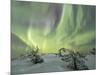 Panorama of snowy woods and frozen trees framed by Northern lights (Aurora Borealis) and stars, Lev-Roberto Moiola-Mounted Photographic Print