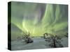 Panorama of snowy woods and frozen trees framed by Northern lights (Aurora Borealis) and stars, Lev-Roberto Moiola-Stretched Canvas