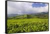 Panorama of Tea Plantation in West Java-null-Framed Stretched Canvas