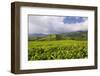 Panorama of Tea Plantation in West Java-null-Framed Photographic Print