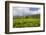 Panorama of Tea Plantation in West Java-null-Framed Photographic Print